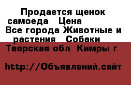 Продается щенок самоеда › Цена ­ 15 000 - Все города Животные и растения » Собаки   . Тверская обл.,Кимры г.